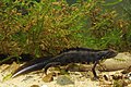 Triturus carnifex - Triton crêté italien .