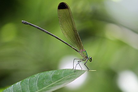 Vestalis apicalis female