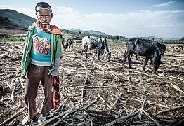 Jeune garçon et son troupeau près de Gondar.