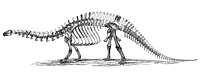 古生物学者オスニエル・チャールズ・マーシュの手になる、Brontosaurus excelsus （現Apatosaurus excelsus）の骨格見取図（1896年）