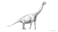 Camarasaurus