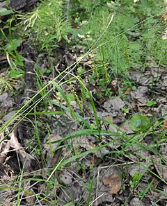 Description de l'image Carex arnellii 141911057.jpg.