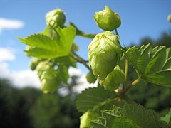 Photographie zoomant sur l’un des cônes d’un plant de houblon Cascade, au soleil.