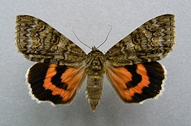 Catocala nupta