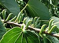 Immature fruit