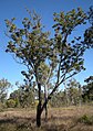 C. floribundum tree, coastal Central Queensland