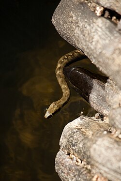 Cobra-de-água-viperina