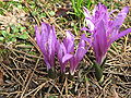 Flowering plants in a garden