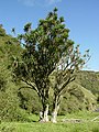 Cordyline australis by Tanetahi