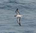 Cory's shearwater, Calonectris diomedea (A)