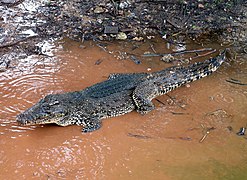 Crocodile de Cuba.