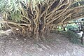 Parte inferior da Dracaena draco (Jardim Botânico de Lisboa.)