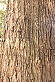 Bark of 'Louis van Houtte', Royal Botanic Garden Edinburgh