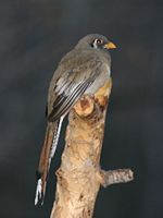 Elegant Trogon (female)