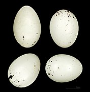 Eggs of Eophona migratoria