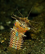 Bobbit worms are ambush predators that live on the seafloor