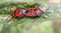 Eurydema ventralis Pentatomidae