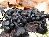 A clump of gelatinous, brain-like, shiny black lobes growing on a rotting piece of wood