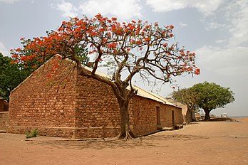 Un flamboyant (Delonix regia) en fleur contre un bâtiment en briques au Mali. (définition réelle 3 072 × 2 048)