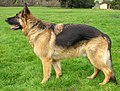 Chien Berger allemand de profil