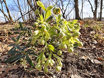 hellebore