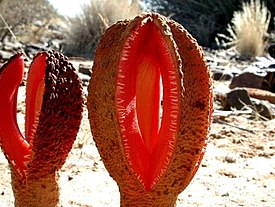 Цветки Hydnora africana, Намибия, 2002