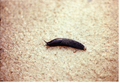 A picture of this 4 inches long, black slug near Inverness in 1999.