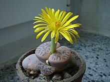 Could "thick" also refer to the butt-like appearance of the Lithops? Yes, yes it could.