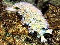 Nudibranches