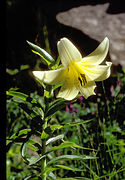 Lilium monadelphum subsp. armenum.