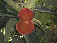 Mabolo fruit