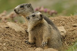 Vue de profil de deux marmottes.