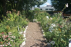 Butterfly Garden