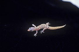 The rare Monito gecko.