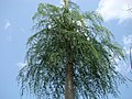 El árbol botella, Moringa drouhardii, conspicuo habitante del matorral espinoso