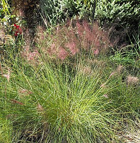 Мюленбергия волосовидная (Muhlenbergia capillaris), Калифорния