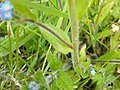 Close up showing non-basal leaf