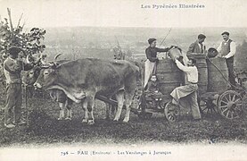 Photographie en noir et blanc de personnes au milieu de vignes avec un attelage bovin.