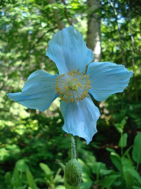 Image illustrative de l’article Jardins de Métis