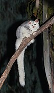 Southern greater glider