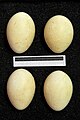 Eggs from the collection of the Museum Wiesbaden, Germany