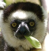 Sifaka de Verreaux mangeant une feuille.