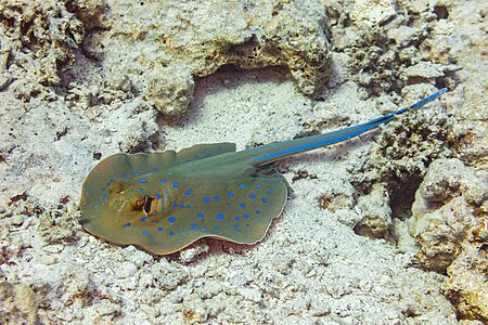 Bluespotted ribbontail ray, by Poco a poco