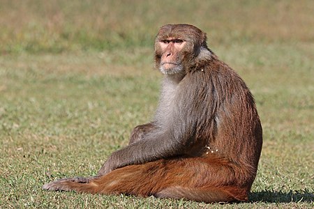 Rhesus macaque, by Charlesjsharp