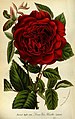 Rose ‘Louis van Houtte’ (1869)