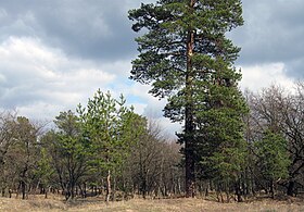 Самарский лес ранней весной