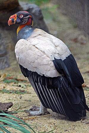 נשרון מלכותי - עוף גדול, שצבע רוב נוצותיו לבן, ונוצות הכנף, הזנב והעורף אפורות-שחורות.