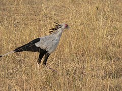 L'oiseau secrétaire, aussi appelé serpentaire.