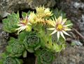 Sempervivum grandiflorum