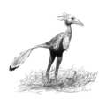 Sinornithoides